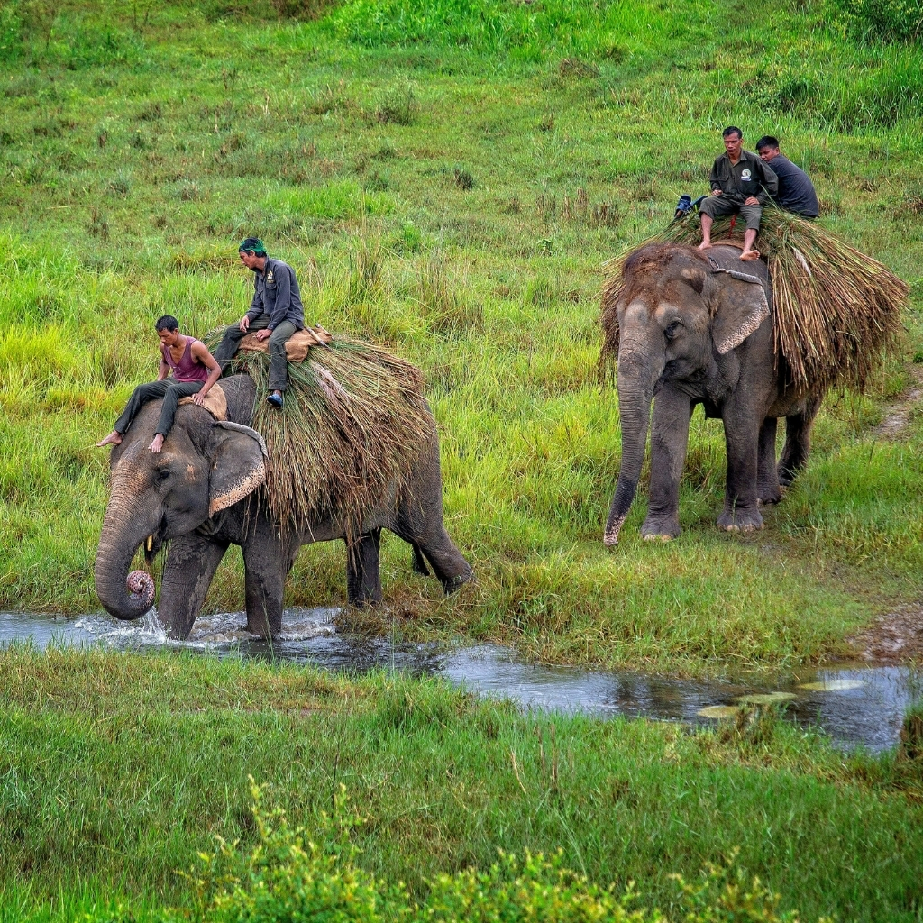 Elephants carrying tourists through lush green landscape in Nepal.
