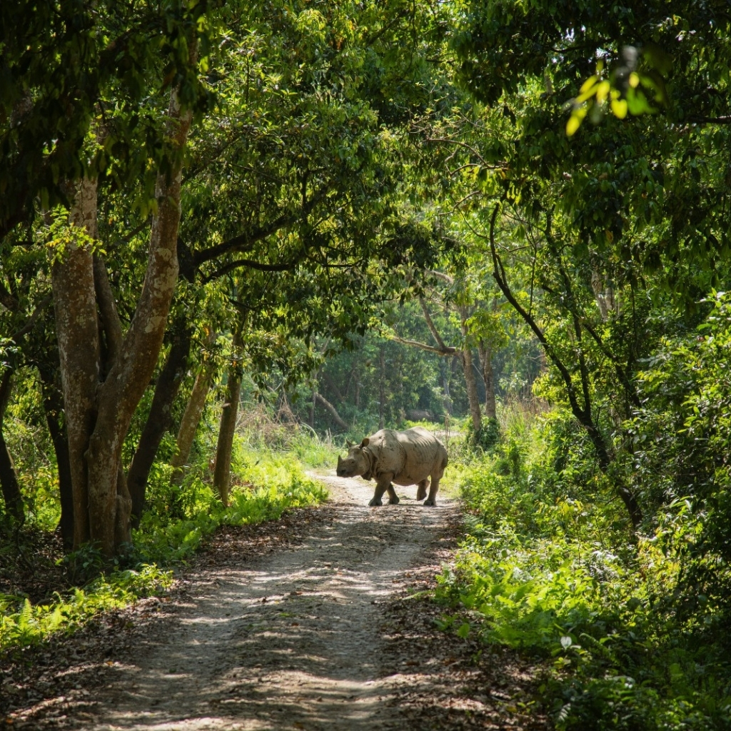 Rhino on forest trail in Nepal, surrounded by dense green trees.